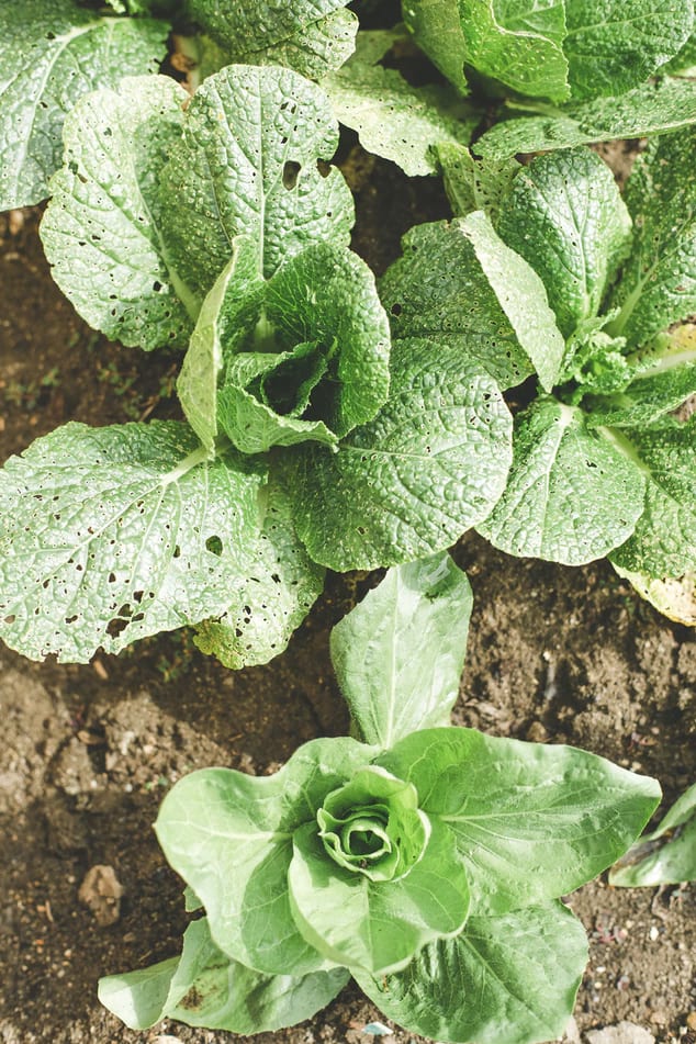farming03 free img